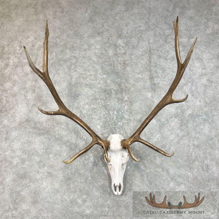 Rocky Mountain Elk Skull European Taxidermy Mount For Sale