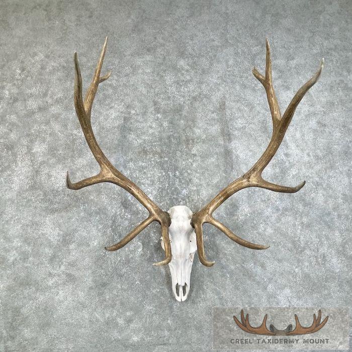 Rocky Mountain Elk Skull European Taxidermy Mount For Sale