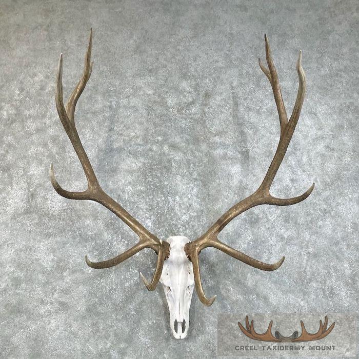 Rocky Mountain Elk Skull European Taxidermy Mount For Sale