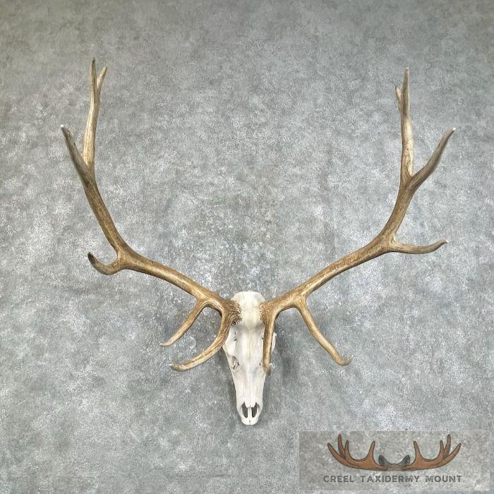 Rocky Mountain Elk Skull European Taxidermy Mount For Sale