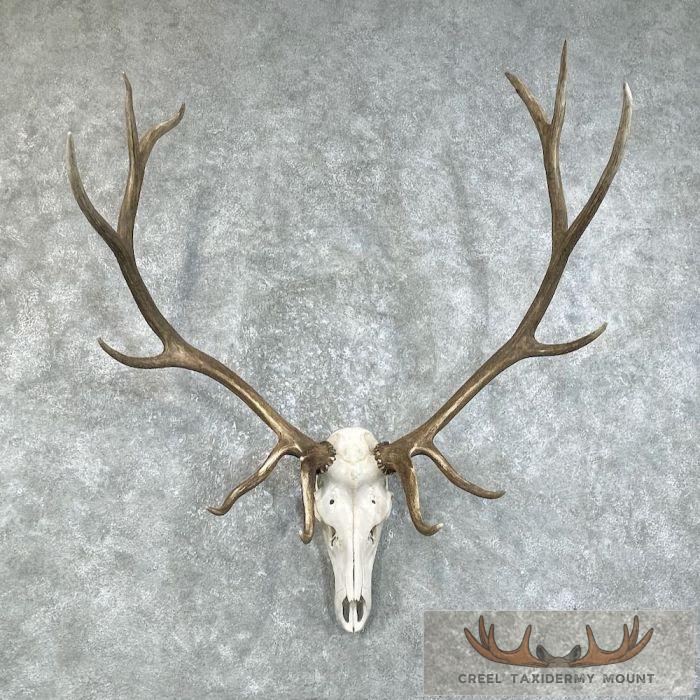 Rocky Mountain Elk Skull European Taxidermy Mount For Sale