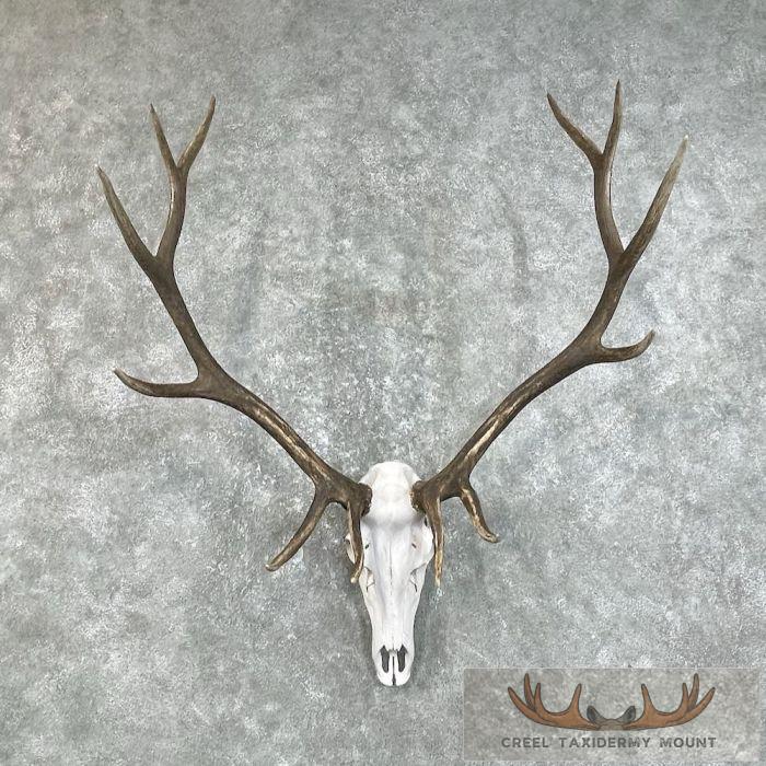 Rocky Mountain Elk Skull European Taxidermy Mount For Sale