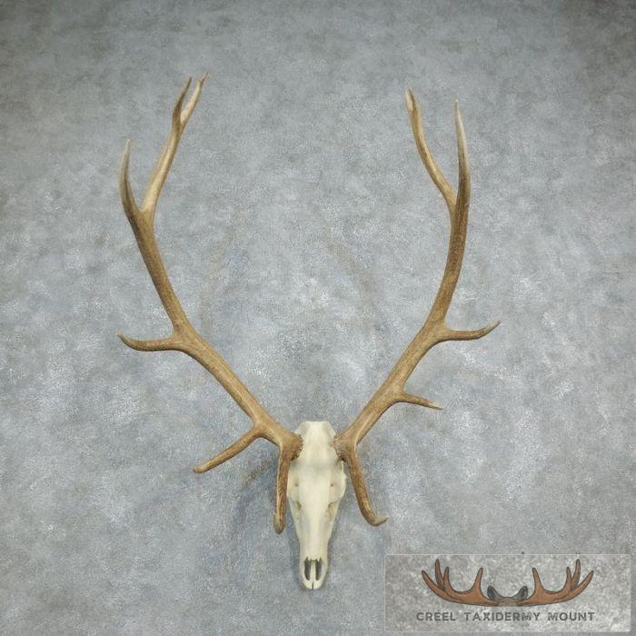 Rocky Mountain Elk Skull European Taxidermy Mount For Sale