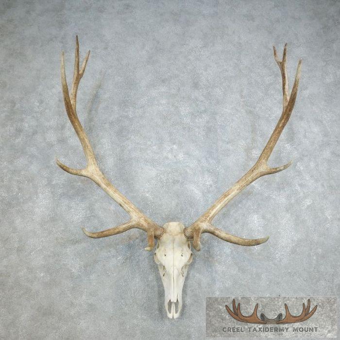 Rocky Mountain Elk Skull European Taxidermy Mount For Sale