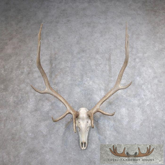 Rocky Mountain Elk Skull European Taxidermy Mount For Sale