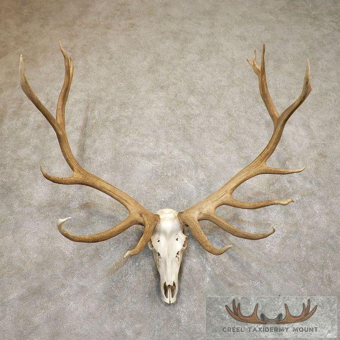 Rocky Mountain Elk Skull European Taxidermy Mount For Sale