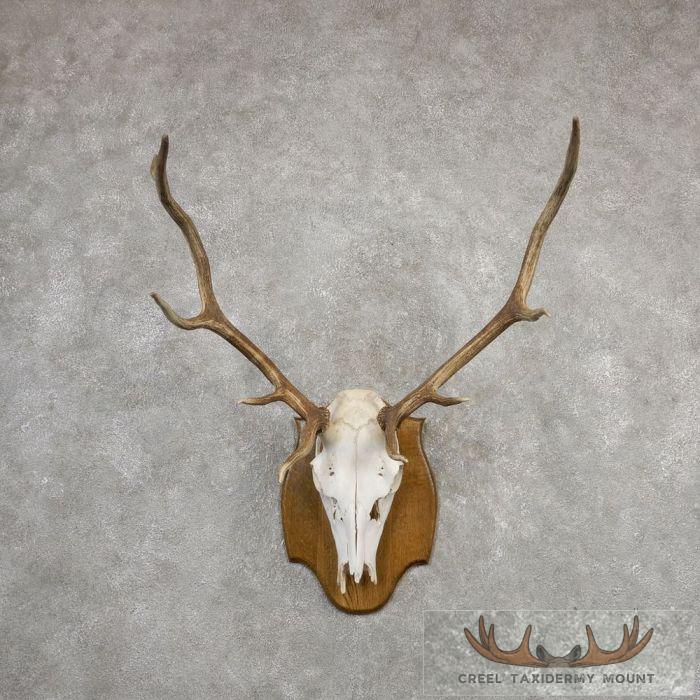 Rocky Mountain Elk Skull European Taxidermy Mount For Sale