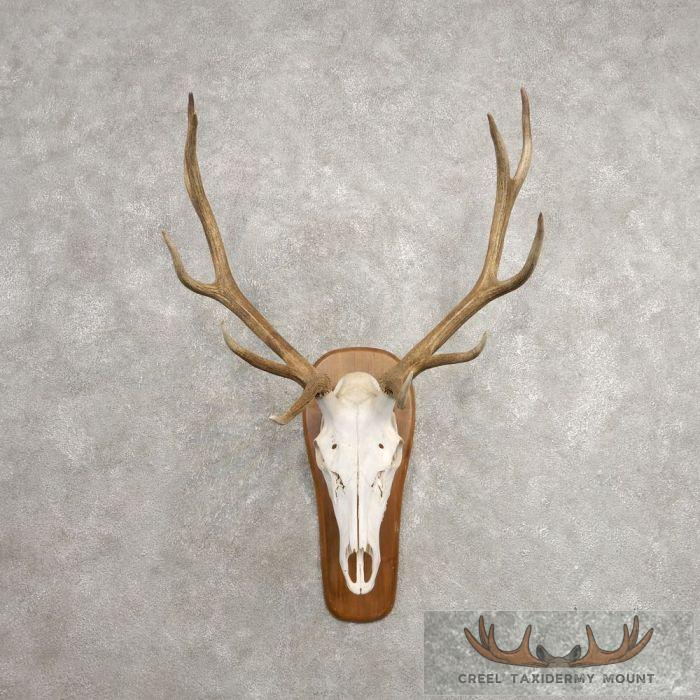 Rocky Mountain Elk Skull European Taxidermy Mount For Sale