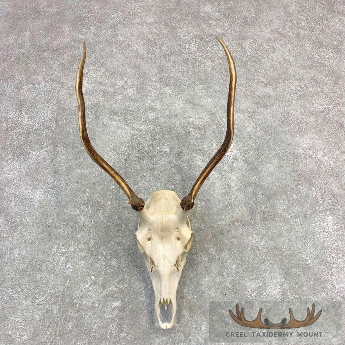 Rocky Mountain Elk Skull European Taxidermy Mount For Sale