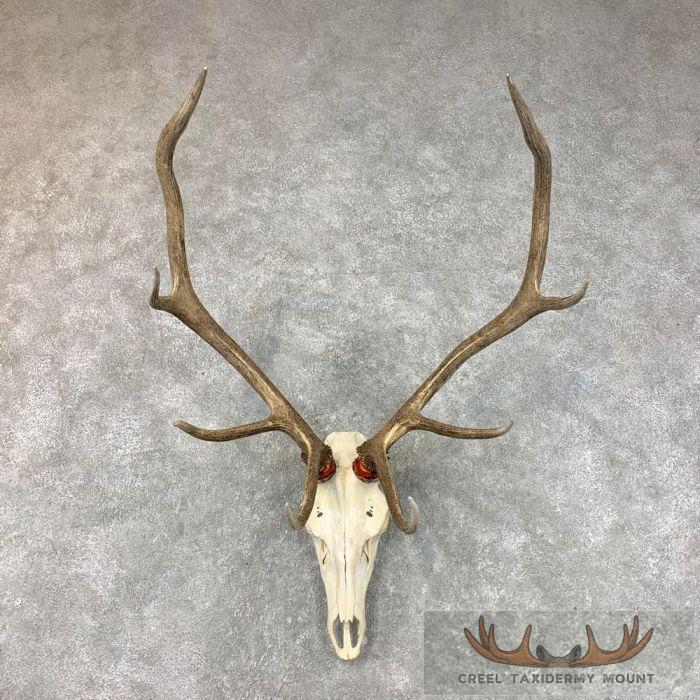 Rocky Mountain Elk Skull European Taxidermy Mount For Sale