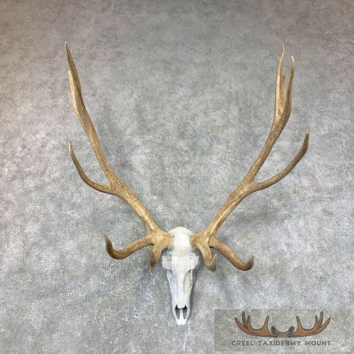 Rocky Mountain Elk Skull European Taxidermy Mount For Sale