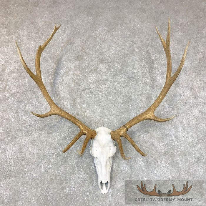 Rocky Mountain Elk Skull European Taxidermy Mount For Sale