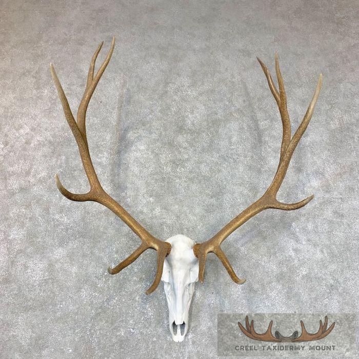 Rocky Mountain Elk Skull European Taxidermy Mount For Sale
