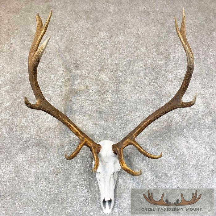 Rocky Mountain Elk Skull European Taxidermy Mount For Sale