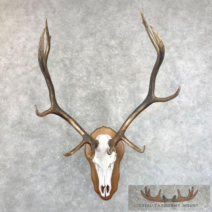Rocky Mountain Elk Skull European Taxidermy Mount For Sale