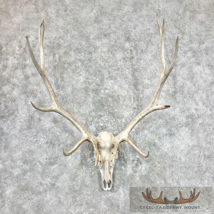 Rocky Mountain Elk Skull European Taxidermy Mount For Sale