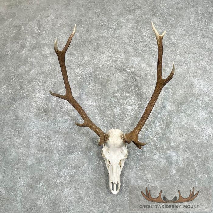 Rocky Mountain Elk Skull European Taxidermy Mount For Sale