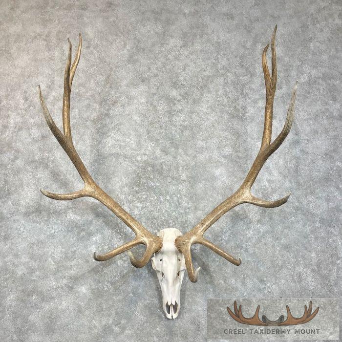 Rocky Mountain Elk Skull European Taxidermy Mount For Sale