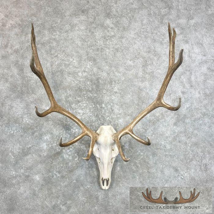Rocky Mountain Elk Skull European Taxidermy Mount For Sale