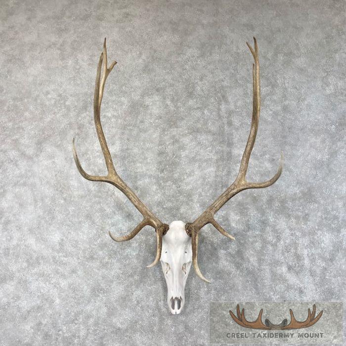 Rocky Mountain Elk Skull European Taxidermy Mount For Sale