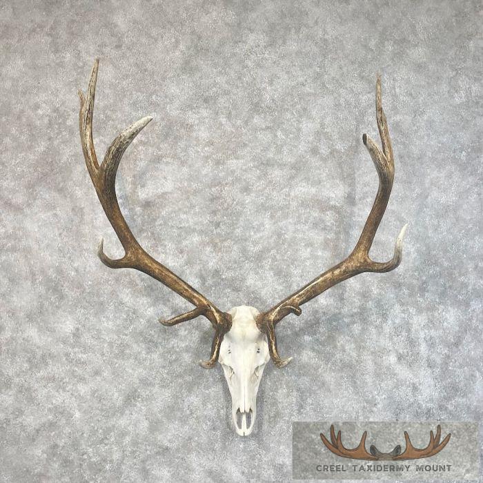 Rocky Mountain Elk Skull European Taxidermy Mount For Sale