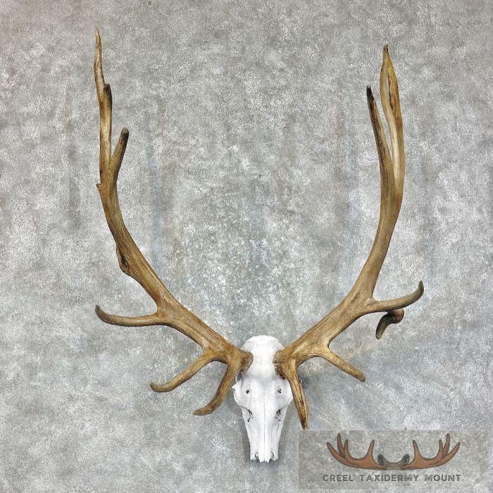 Rocky Mountain Elk Skull Taxidermy Mount For Sale