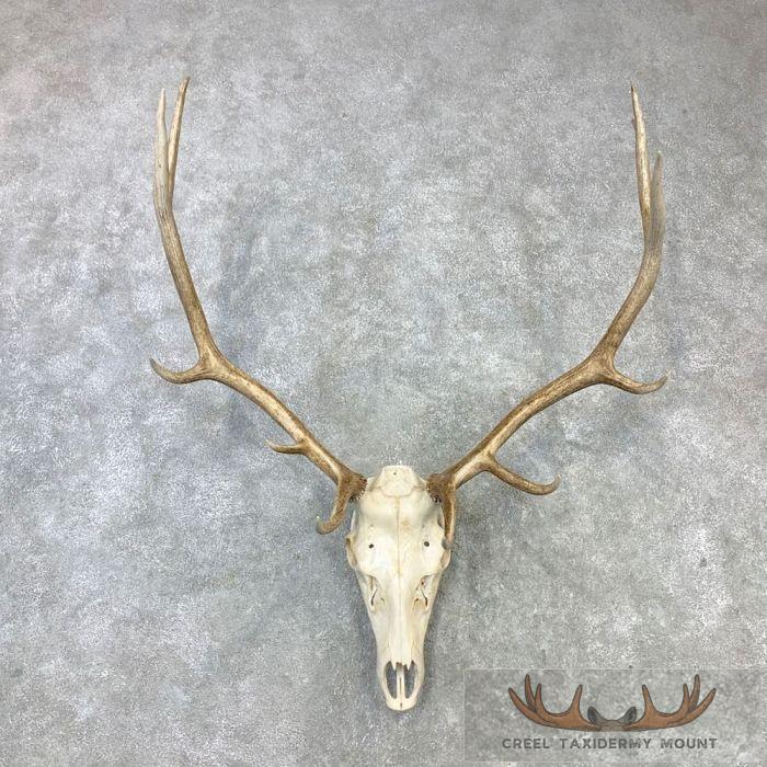Rocky Mountain Elk Skull Taxidermy Mount For Sale