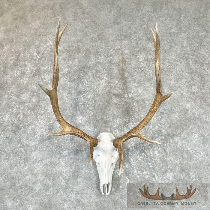 Rocky Mountain Elk Skull Taxidermy Mount For Sale