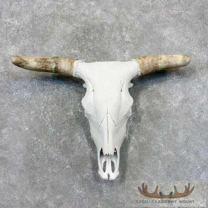 Rodeo Bull Skull European Taxidermy Mount For Sale