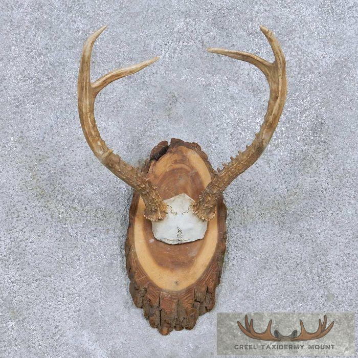Roe Deer Antler Plaque Taxidermy Mount For Sale - Image 2