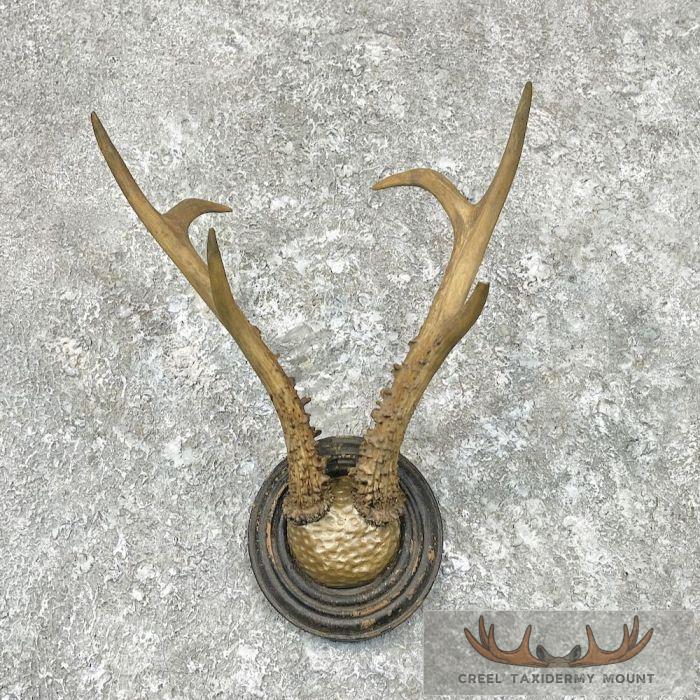 Roe Deer Antler Plaque Taxidermy Mount For Sale