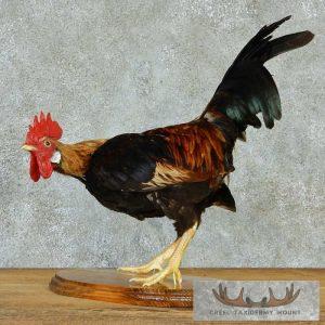 Standing Life-Size Rooster Mount