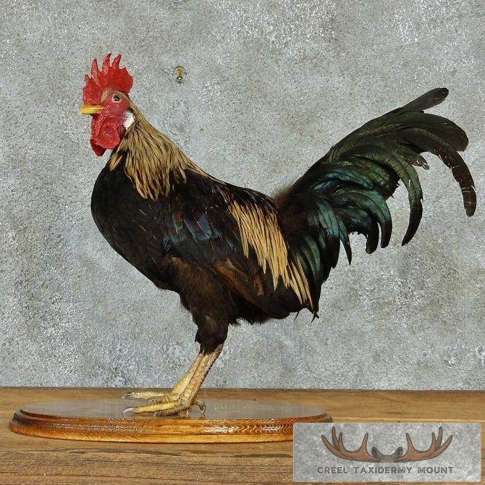 Standing Life-Size Rooster Mount