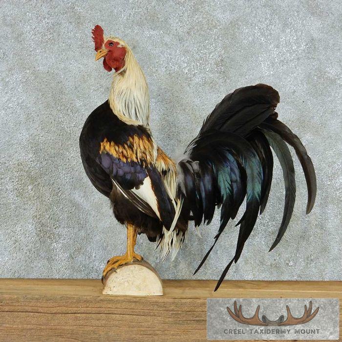Standing Male Rooster