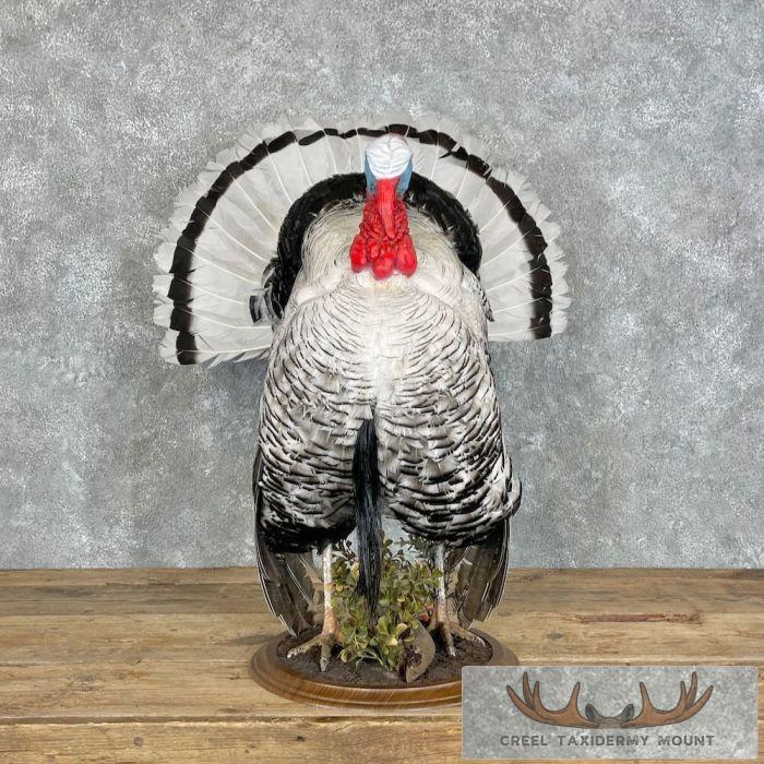 Royal Palm Turkey Taxidermy Bird Mount For Sale