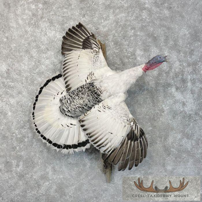 Royal Palm Turkey Taxidermy Bird Mount For Sale