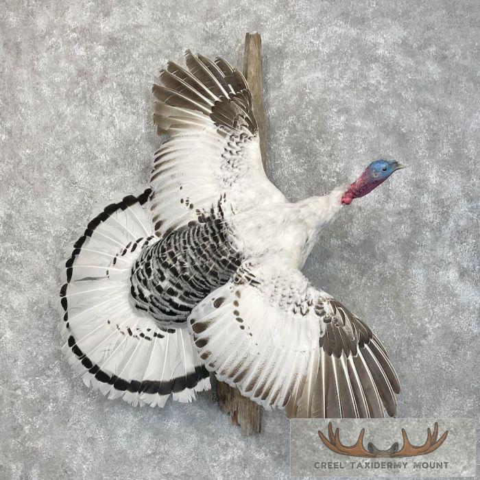 Royal Palm Turkey Taxidermy Bird Mount For Sale