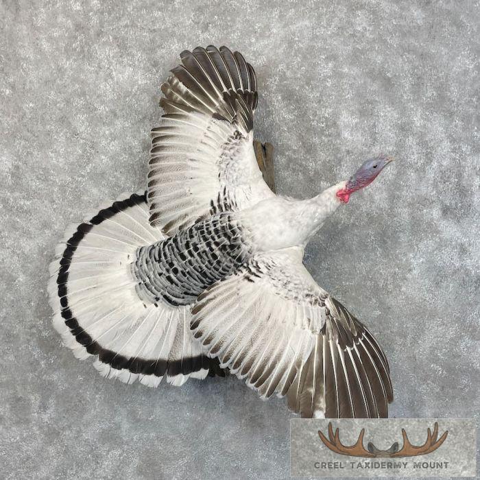 Royal Palm Turkey Taxidermy Bird Mount For Sale
