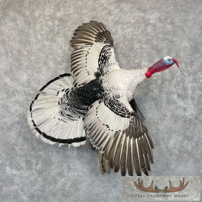 Royal Palm Turkey Taxidermy Bird Mount For Sale
