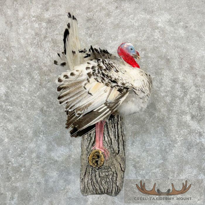 Royal Palm Turkey Taxidermy Bird Mount For Sale