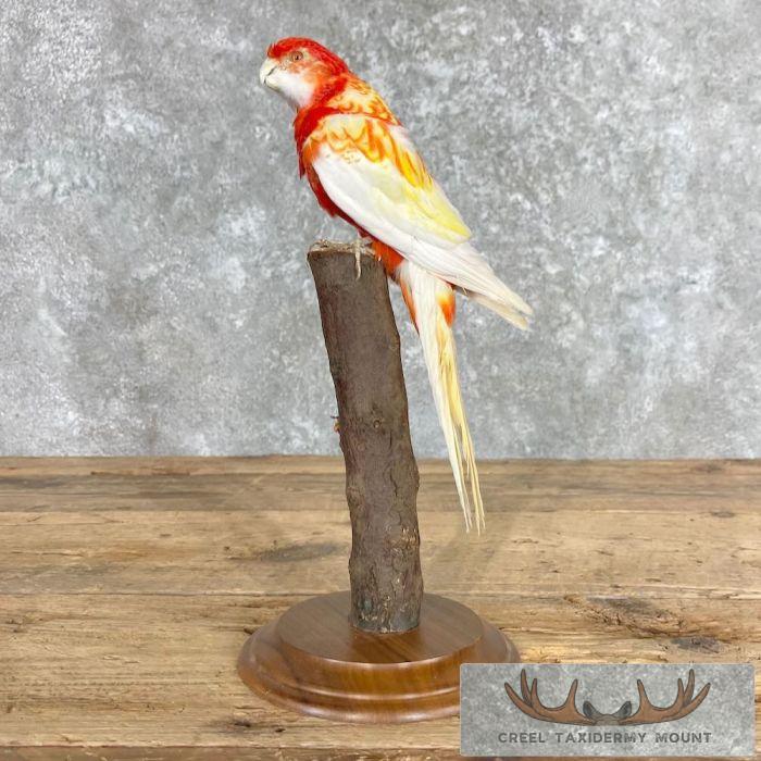 Rubino Rosella Taxidermy Bird Mount For Sale