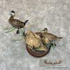 Ruddy Duck Pair Taxidermy Bird Mount For Sale