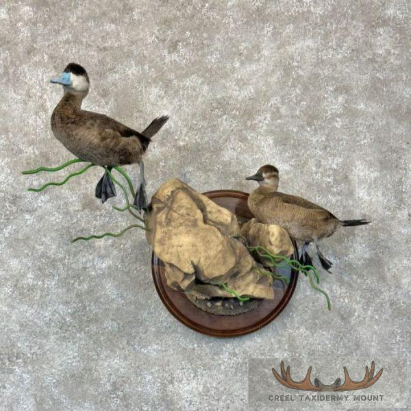 Ruddy Duck Pair Taxidermy Bird Mount For Sale