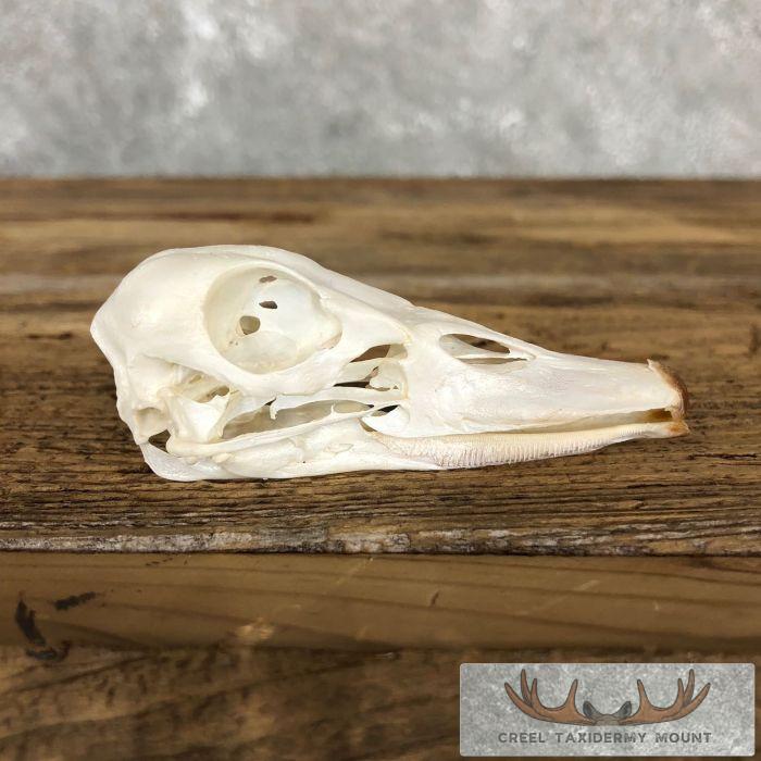 Ruddy Shelduck Skull For Sale