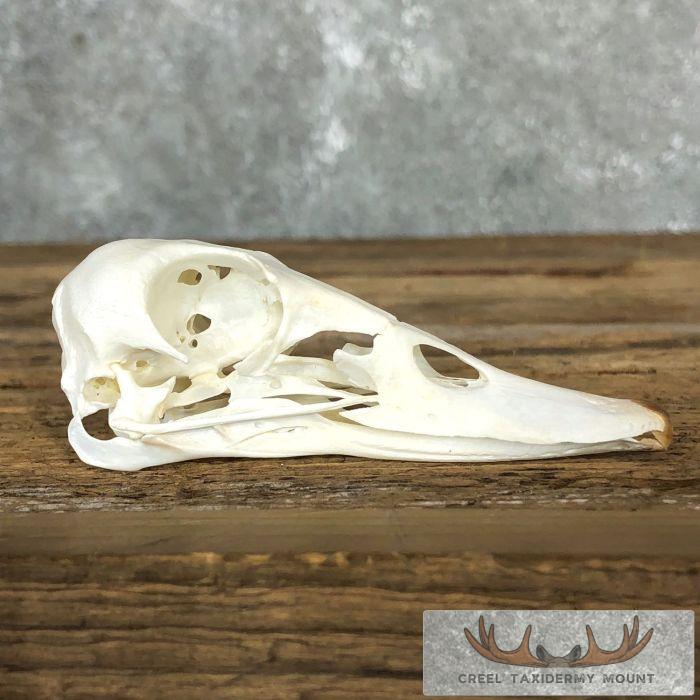Ruddy Shelduck Skull For Sale
