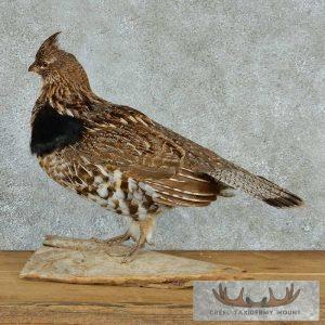 Standing Ruffed Grouse Taxidermy Mount