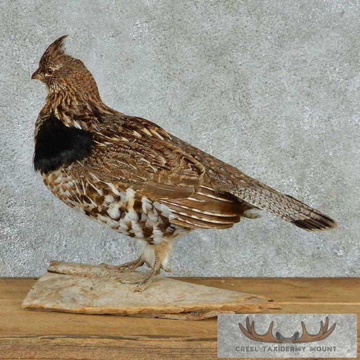Standing Ruffed Grouse Taxidermy Mount