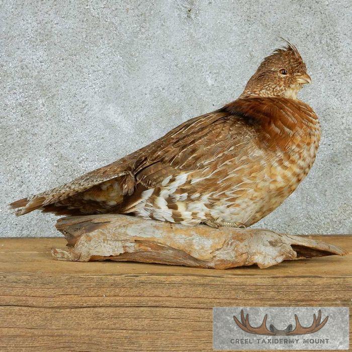 Sitting Ruffed Grouse Taxidermy Mount