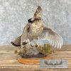 Ruffed Grouse Taxidermy Bird Mount For Sale