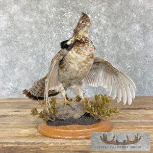 Ruffed Grouse Taxidermy Bird Mount Taxidermy